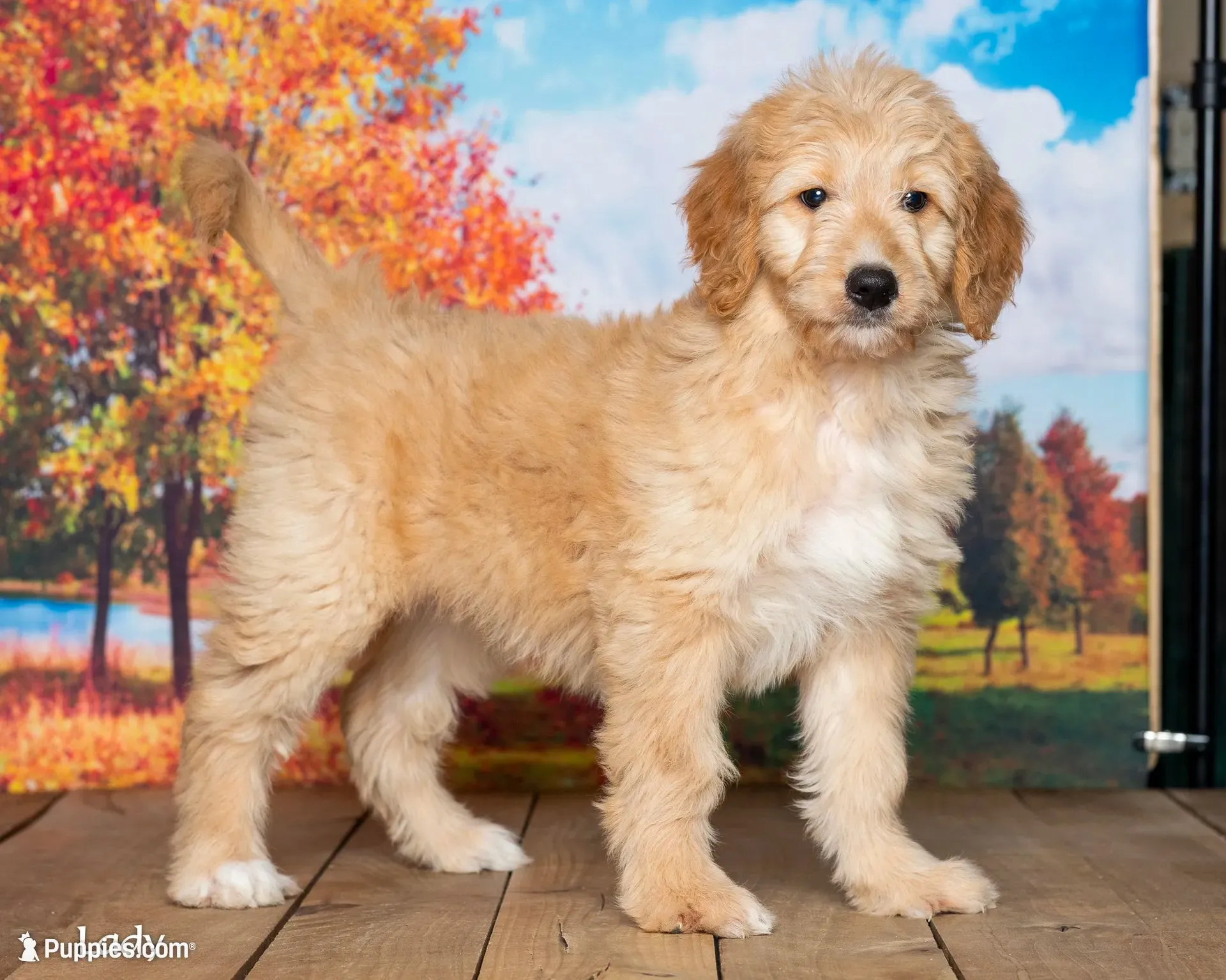 Lady, a female Goldendoodle for sale in North Adams, MI – 3 of 5