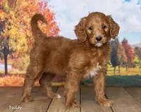 Teddy, a male Goldendoodle for sale in North Adams, MI – 1 of 5