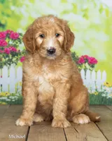 Michael, a male Goldendoodle for sale in North Adams, MI – 2 of 5