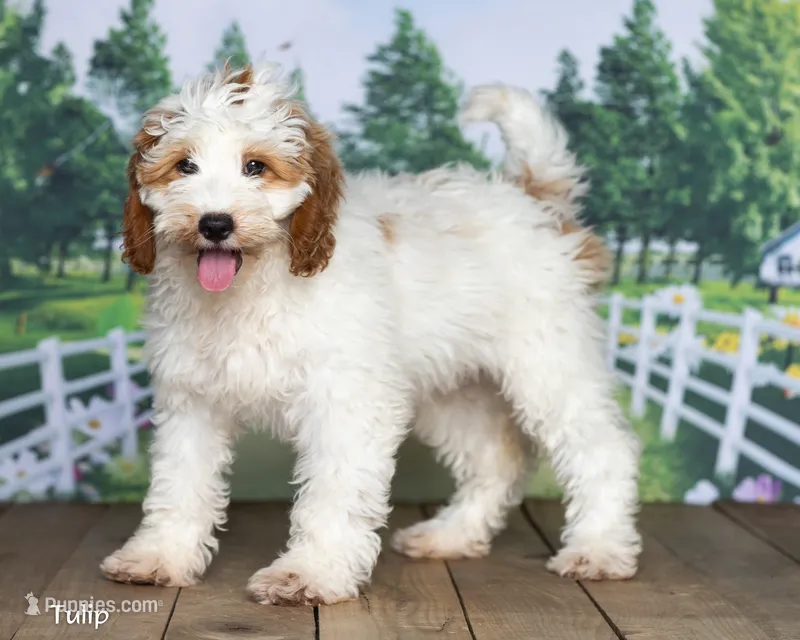 Tulip – Miniature Goldendoodle puppy for sale in North Adams, MI