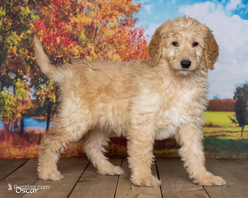 Oscar – Goldendoodle puppy for sale in North Adams, MI