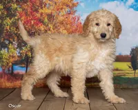 Oscar, a male Goldendoodle for sale in North Adams, MI – 1 of 5