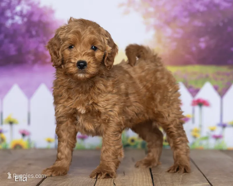 Ella – Miniature Goldendoodle puppy for sale in North Adams, MI