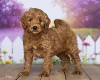 Ella, a female Miniature Goldendoodle for sale in North Adams, MI – 1 of 5