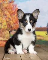 Tucker, a male Pembroke Welsh Corgi for sale in North Adams, MI – 2 of 5