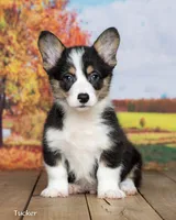 Tucker, a male Pembroke Welsh Corgi for sale in North Adams, MI – 3 of 5