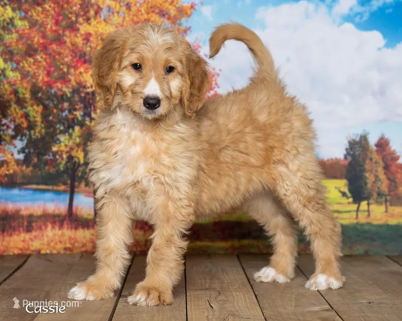 Cassie – Goldendoodle puppy for sale in North Adams, MI