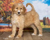 Cassie, a female Goldendoodle for sale in North Adams, MI – 1 of 5