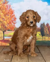 Teddy, a male Goldendoodle for sale in North Adams, MI – 2 of 5