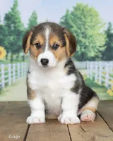 Gage, a male Pembroke Welsh Corgi for sale in North Adams, MI – 3 of 5