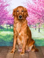 Faith, a female Goldendoodle for sale in North Adams, MI – 4 of 5