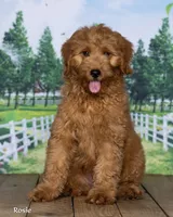Rosie, a female Miniature Goldendoodle for sale in North Adams, MI – 3 of 5