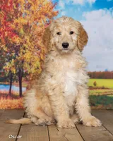 Oscar, a male Goldendoodle for sale in North Adams, MI – 2 of 5