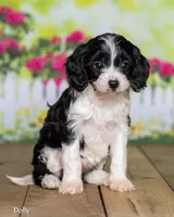 Dolly, a female Cavapoo for sale in North Adams, MI – Photo 2 of 5