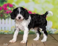 Dolly, a female Cavapoo for sale in North Adams, MI – Photo 1 of 5