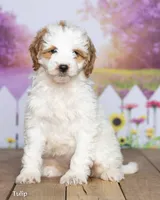 Tulip, a female Miniature Goldendoodle for sale in North Adams, MI – 3 of 5