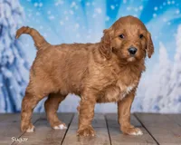 Sugar, a female Goldendoodle for sale in North Adams, MI – Photo 1 of 5