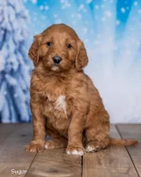 Sugar, a female Goldendoodle for sale in North Adams, MI – Photo 3 of 5