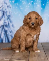Sugar, a female Goldendoodle for sale in North Adams, MI – Photo 2 of 5