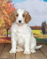 Jaz, a male Goldendoodle for sale in North Adams, MI – 3 of 5