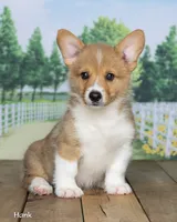 Hank, a male Pembroke Welsh Corgi for sale in North Adams, MI – 2 of 5