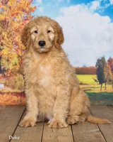 Duke, a male Goldendoodle for sale in North Adams, MI – 2 of 5