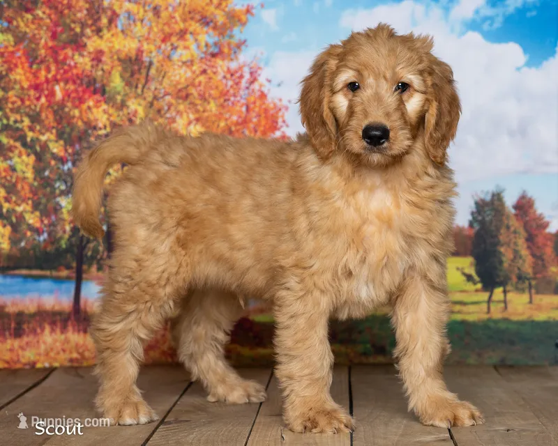 Scout – Goldendoodle puppy for sale in North Adams, MI