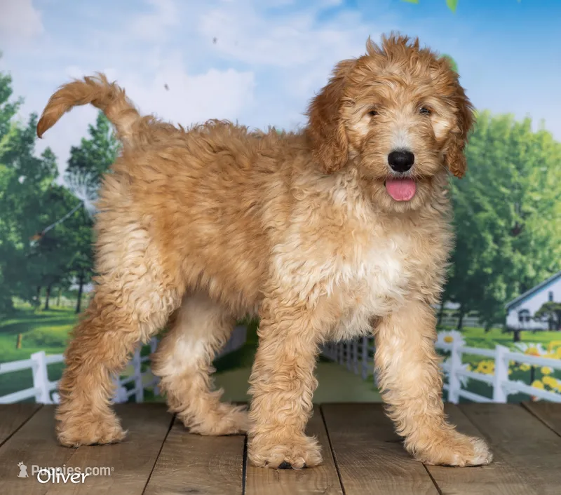Oliver – Goldendoodle puppy for sale in North Adams, MI