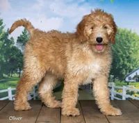 Oliver, a male Goldendoodle for sale in North Adams, MI – 1 of 5