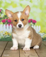 Sarah, a female Pembroke Welsh Corgi for sale in North Adams, MI – 3 of 5
