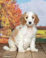 Jackson, a male Goldendoodle for sale in North Adams, MI – 2 of 5