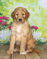 Cindy, a female Goldendoodle for sale in North Adams, MI – 3 of 5