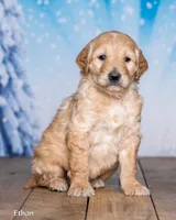 Ethan, a male Goldendoodle for sale in North Adams, MI – Photo 2 of 5