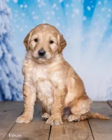 Ethan, a male Goldendoodle for sale in North Adams, MI – Photo 3 of 5