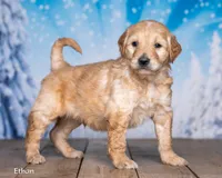Ethan, a male Goldendoodle for sale in North Adams, MI – Photo 1 of 5