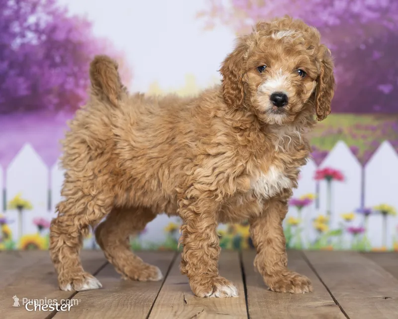Chester – Miniature Goldendoodle puppy for sale in North Adams, MI