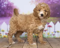 Chester, a male Miniature Goldendoodle for sale in North Adams, MI – 1 of 5