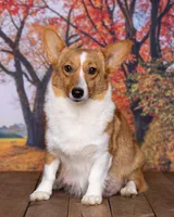 Lacey, a female Pembroke Welsh Corgi for sale in North Adams, MI – 5 of 5