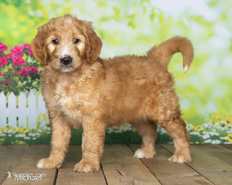 Michael – Goldendoodle puppy for sale in North Adams, MI