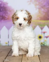 Daisy, a female Miniature Goldendoodle for sale in North Adams, MI – 3 of 5