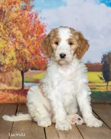 Lucinda, a female Goldendoodle for sale in North Adams, MI – 2 of 5