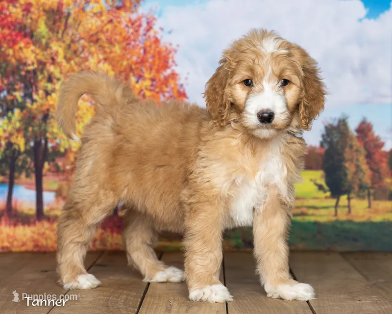 Tanner – Goldendoodle puppy for sale in North Adams, MI