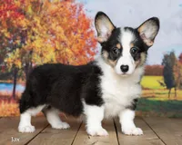 Jax, a male Pembroke Welsh Corgi for sale in North Adams, MI – 1 of 5