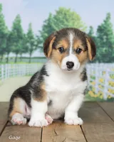 Gage, a male Pembroke Welsh Corgi for sale in North Adams, MI – 2 of 5