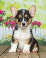 Lacey, a female Pembroke Welsh Corgi for sale in North Adams, MI – 3 of 5