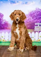Lucinda, a female Goldendoodle for sale in North Adams, MI – 4 of 5