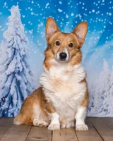 Dolly, a female Pembroke Welsh Corgi for sale in North Adams, MI – 5 of 5