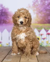 Chester, a male Miniature Goldendoodle for sale in North Adams, MI – 3 of 5