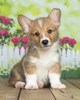 Davie, a male Pembroke Welsh Corgi for sale in North Adams, MI – 2 of 5