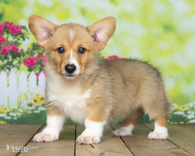 Lizzie – Pembroke Welsh Corgi puppy for sale in North Adams, MI